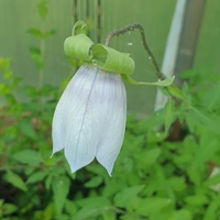 Codonopsis clematidea